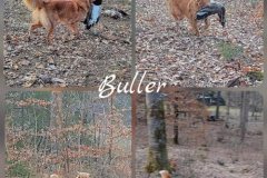 buller-blandvilt-2204