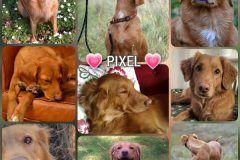 pixel-collage-220106