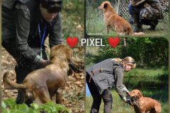pixel-tjp-collage