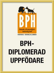 bph-diplomerad-uppf